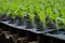 Young plants in nursery plastic tray, Nursery vegetable farm