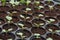 Young plants in nursery plastic tray, Nursery vegetable farm