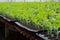 Young plants in nursery plastic tray, Nursery vegetable farm