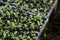 Young plants in nursery plastic tray, Nursery vegetable farm