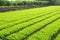 Young plants and Osmanthus trees