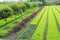 Young plants and Osmanthus trees