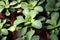 Young plants in a pots