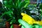 Young plants in pots, shovel, green gloves for pottering on brown wooden table.