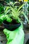 Young plants in pots, shovel, green gloves for pottering on brown wooden table. Close up hands potting plants. Spring, nature