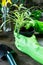 Young plants in pots, shovel, green gloves for pottering on brown wooden table. Close up hands potting plants. Spring, nature