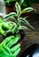 Young plants in pots, shovel, green gloves for pottering on brown wooden table. Close up hands potting plants. Spring, nature