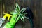 Young plants in pots, shovel, green gloves for pottering on brown wooden table. Close up hands potting plants.  Spring, nature ba