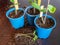 Young plants after pricking out