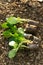 Young plants for seeding. Farming, agricultural concept