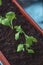 Young plants seedlings are planted in a row in the balcony pots, close-up. Life Style