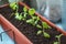 Young plants seedlings are planted in a row in the balcony pots, close-up. Life Style