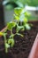 Young plants seedlings are planted in a row in the balcony pots, close-up. Life Style