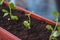 Young plants seedlings are planted in a row in the balcony pots, close-up. Life Style