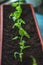 Young plants seedlings are planted in a row in the balcony pots, close-up. Life Style