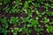 Young plants seedlings in soil, Top view