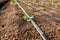 Young plants in soil grow and wind their leaves up near the irrigation drip lines