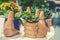 Young plants are succulent jade and small flowering plants in ceramic pots in the flower market.