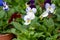 Young plants of viola flowers in greenhouse, cultivation of eatable plants and flowers, decoration for exclusive dishes in premium