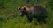 Young and playful brown bear cub running free in a swamp