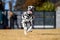 A young and playful dalmatian running fast in the backyard while playing with his owner