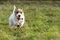 A young, playful dog Jack Russell terrier runs on a meadow in autumn.