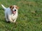 A young, playful dog Jack Russell terrier runs on a meadow in autumn.