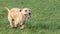 A young, playful dog Jack Russell terrier runs on a meadow in autumn.