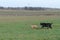 A young, playful dog Jack Russell terrier runs meadow in autumn with another big black dog.