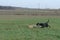 A young, playful dog Jack Russell terrier runs meadow in autumn with another big black dog.