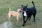 A young, playful dog Jack Russell terrier runs meadow in autumn with another big black dog.