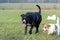 A young, playful dog Jack Russell terrier runs meadow in autumn with another big dog.