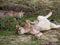 Young playful female lion