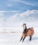 Young playful horse in winter snow over Beautiful blue sky with clouds