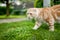 Young playful red Scottish Fold cat relaxing in the backyard. Gorgeous striped peach cat with yellow eyes having fun outdoors in a