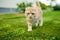 Young playful red Scottish Fold cat relaxing in the backyard. Gorgeous striped peach cat with yellow eyes having fun outdoors in a