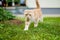 Young playful red Scottish Fold cat relaxing in the backyard. Gorgeous striped peach cat with yellow eyes having fun outdoors in a