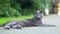 Young playful Russian Blue cat relaxing in the backyard. Slow motion footage.