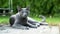Young playful Russian Blue cat relaxing in the backyard. Slow motion footage.