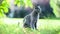 Young playful Russian Blue cat relaxing in the backyard. Slow motion footage.