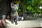 Young playful Russian Blue kitten playing outdoors. Gorgeous blue-gray cat with green eyes