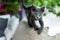 Young playful Russian Blue kitten playing outdoors. Gorgeous blue-gray cat with green eyes