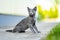 Young playful Russian Blue kitten playing outdoors. Gorgeous blue-gray cat with green eyes