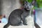 Young playful Russian Blue kitten playing outdoors. Gorgeous blue-gray cat with green eyes