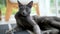 Young playful Russian Blue kitten relaxing by the window. Slow motion footage.