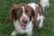 Young, playful springer spaniel excitedly waiting to play fetch