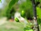 Young plum fruits