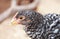 Young Plymouth Barred Rock Pullet