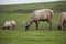 Young Point Reyes Elk graze on the green fields