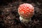 Young poisonous Fly Agaric mushroom